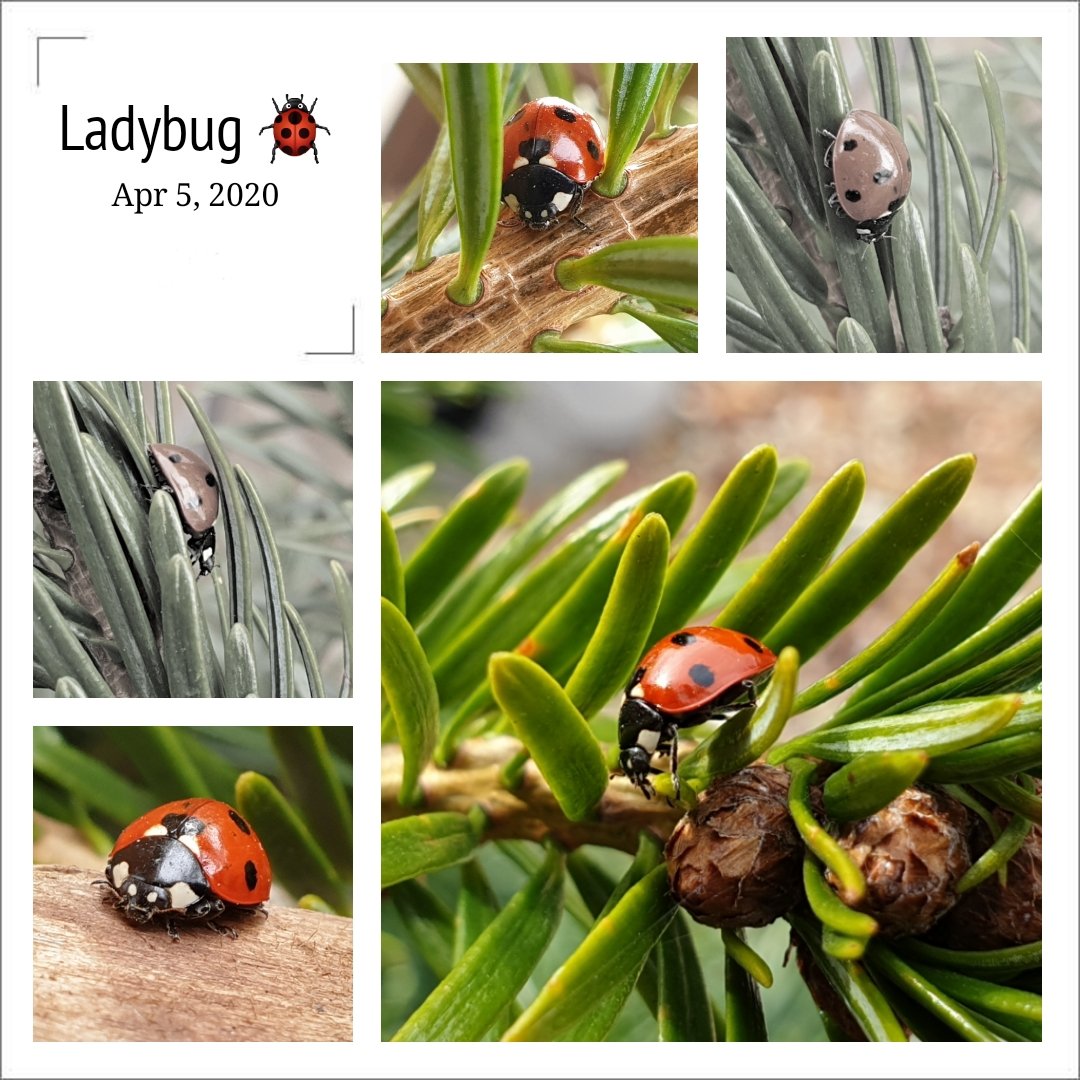 Mellin1980's tweet photo. Something to smile about. 1st ladybug in my garden. 🐞❤ https://t.co/P8inckd37N