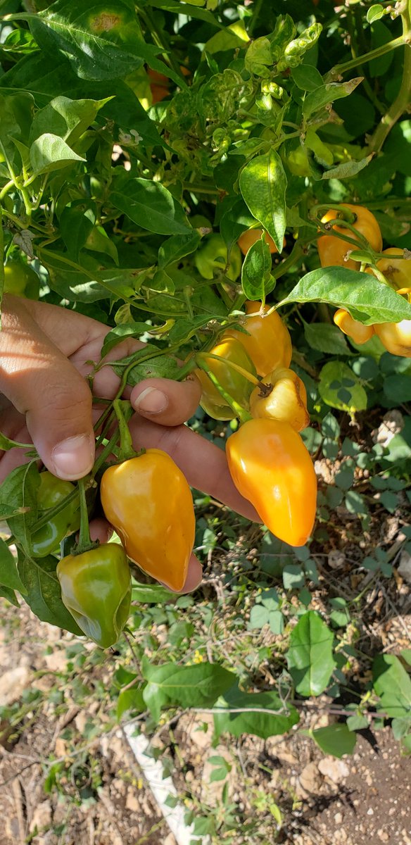 FannyMeja9's tweet photo. @MauVila No se olvide de nosotros los que hacemos producir el campo ya que ante esta contingencia nos vemos muy afectados sin poder comercializar el chile, habanero, xcatik, dulce y la sandía que ya esta por estar lista para su venta.
Sabemos que usted está comprometido !!! https://t.co/DCbCOkD1Rm