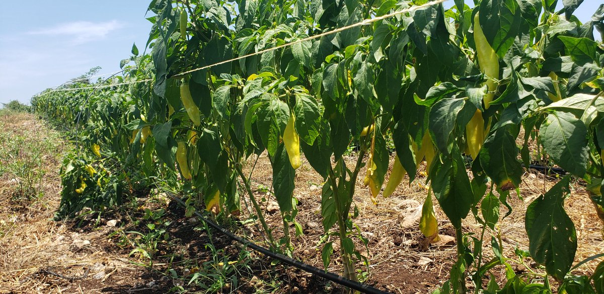 FannyMeja9's tweet photo. @MauVila No se olvide de nosotros los que hacemos producir el campo ya que ante esta contingencia nos vemos muy afectados sin poder comercializar el chile, habanero, xcatik, dulce y la sandía que ya esta por estar lista para su venta.
Sabemos que usted está comprometido !!! https://t.co/DCbCOkD1Rm