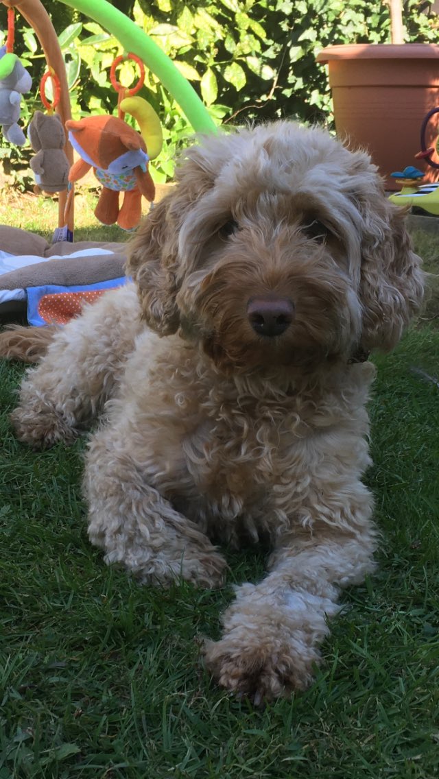 lillyapoo's tweet image. Chillaxing cockapoo.  A fun day in the sun #cockapoo