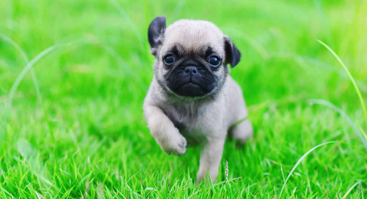 ohiovesperteam1's tweet photo. my stuff sounds like shit but here’s a pug puppy so i can feel bettor https://t.co/0BuvyHE08z