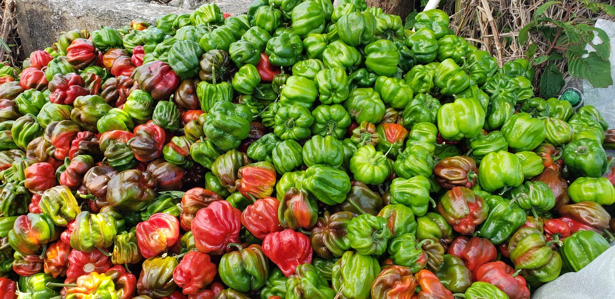 FannyMeja9's tweet photo. @MauVila No se olvide de nosotros los que hacemos producir el campo ya que ante esta contingencia nos vemos muy afectados sin poder comercializar el chile, habanero, xcatik, dulce y la sandía que ya esta por estar lista para su venta.
Sabemos que usted está comprometido !!! https://t.co/DCbCOkD1Rm