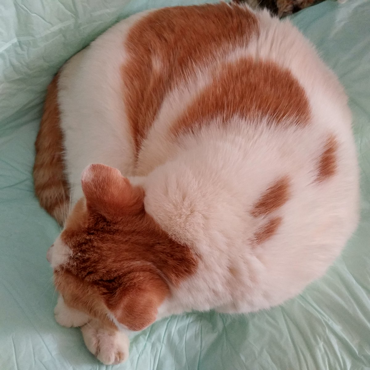 Pryncess_2009's tweet photo. Happy #KittyLoafMonday eFurryBody!!!!!!! ๐
โจ๐บ๐๐บ๐๐ค๐๐บ๐๐บโจ
Sending Out A Soft #RoundLoaf To Wish Everyone *A Great Day* In #QuarantineLife...!!! ๐๐บโจ https://t.co/eKTqPE4ver