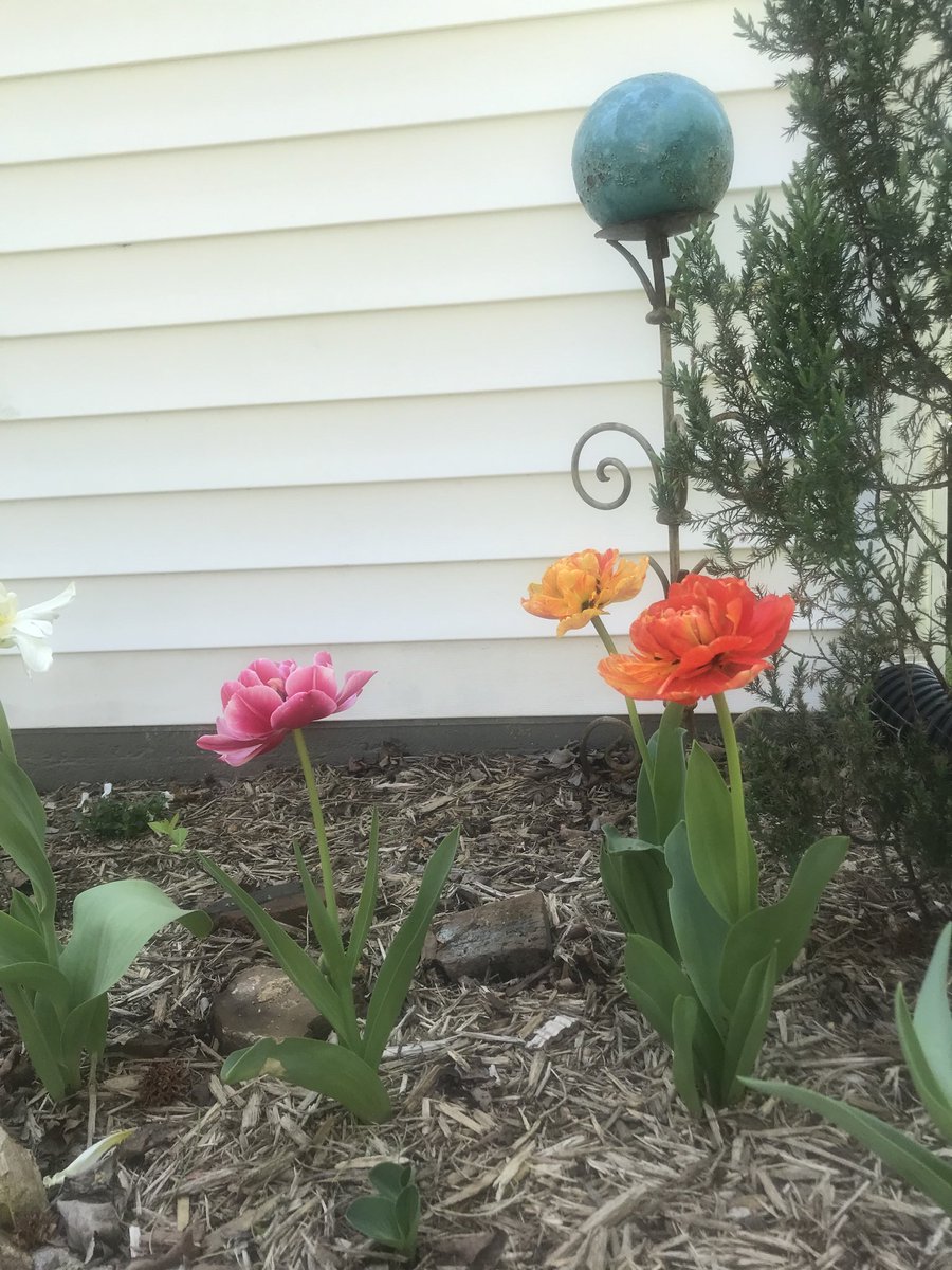 Go1645Richard's tweet photo. My Rembrandt tulips https://t.co/UvLi8sg9dB