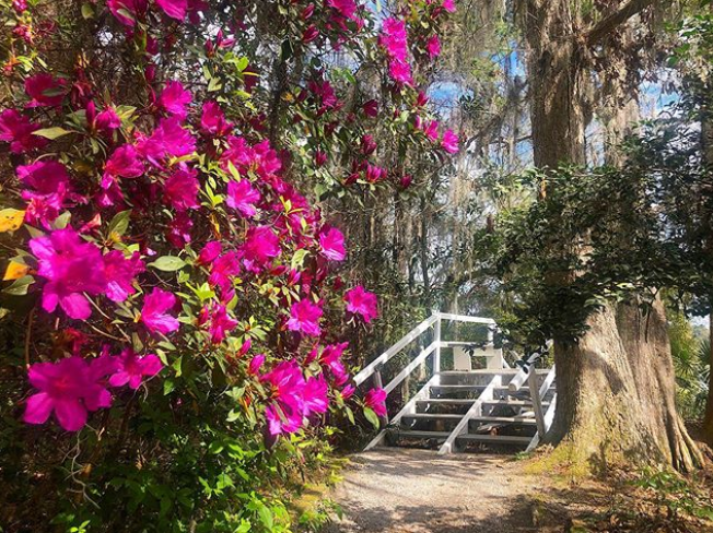 KingCharlesInn's tweet photo. Spending your downtime planning your future trip to Charleston? Don’t forget to add the Magnolia Plantation to your itinerary. 📷@magnoliaplantation⁠
#charleston #charlestonsc #southcarolina #beautifuldestinations  #magnoliaplantation #bloom #gardens https://t.co/52KEcjIrkR