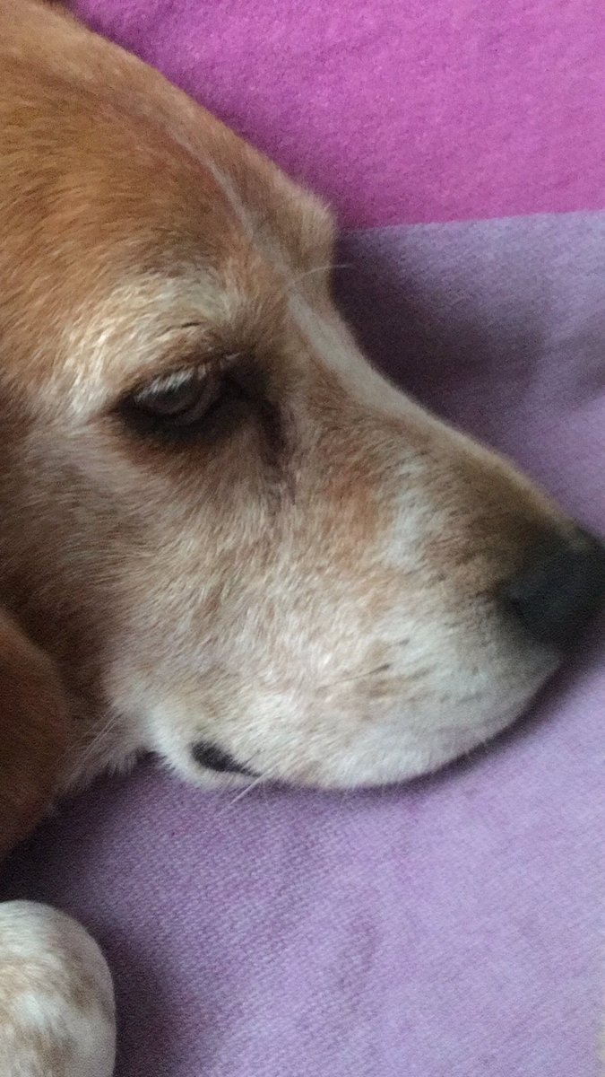 AMedaglini's tweet photo. @ammaiFiamma @brunochedog Il mio è un Santo. Ieri l’ho lavato ed è stato buonissimo. Si fa fare tutto, anche il phon. Un angelo. #lamoremio ♥️ https://t.co/xAjxqryZZq