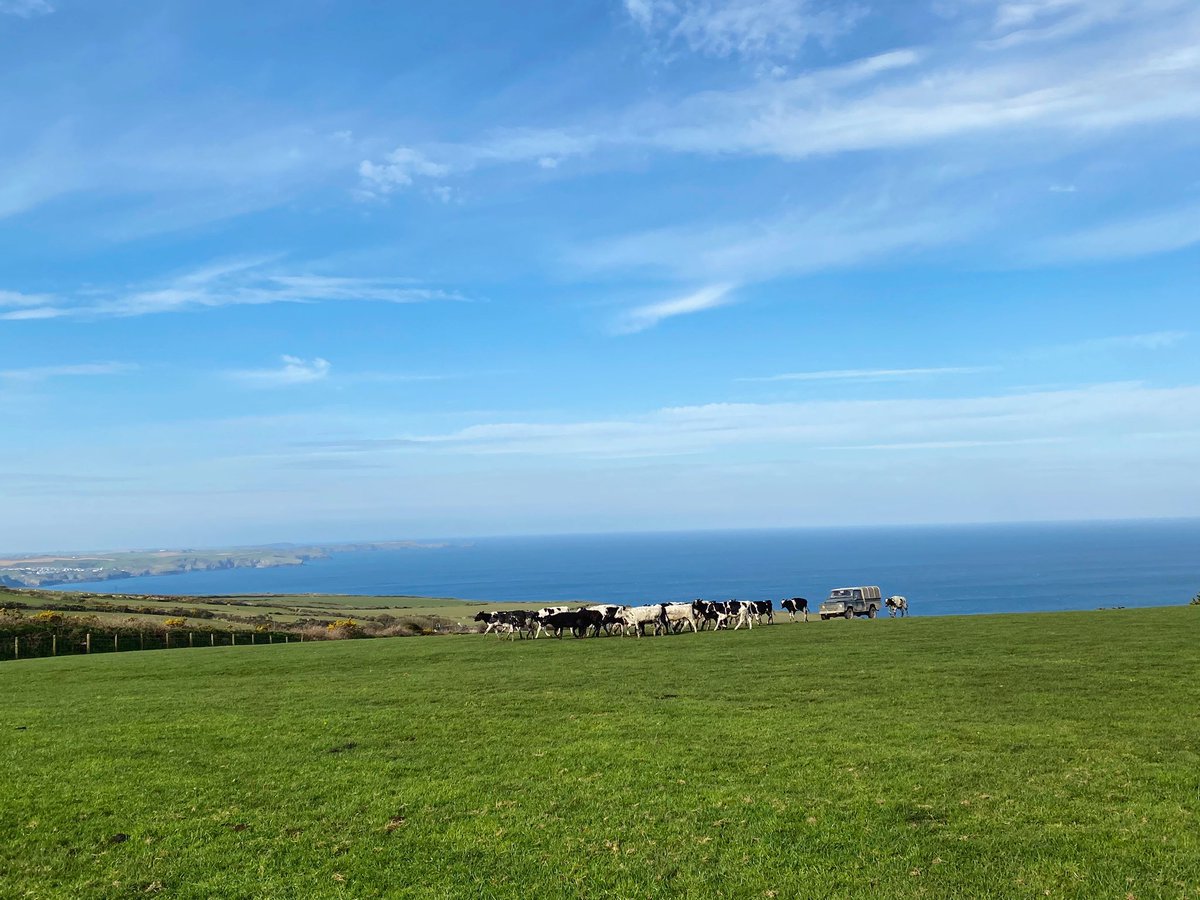 GraceKempthorne's tweet photo. Couldn’t think of a better place to spend a Sunday Morning feeding up beef cattle and future dairy replacements...  #TeamDairy #FeedTheNation #Farming #Cornwall #PortIsaac #SocialDistancingSunday https://t.co/m6LkudM1AE