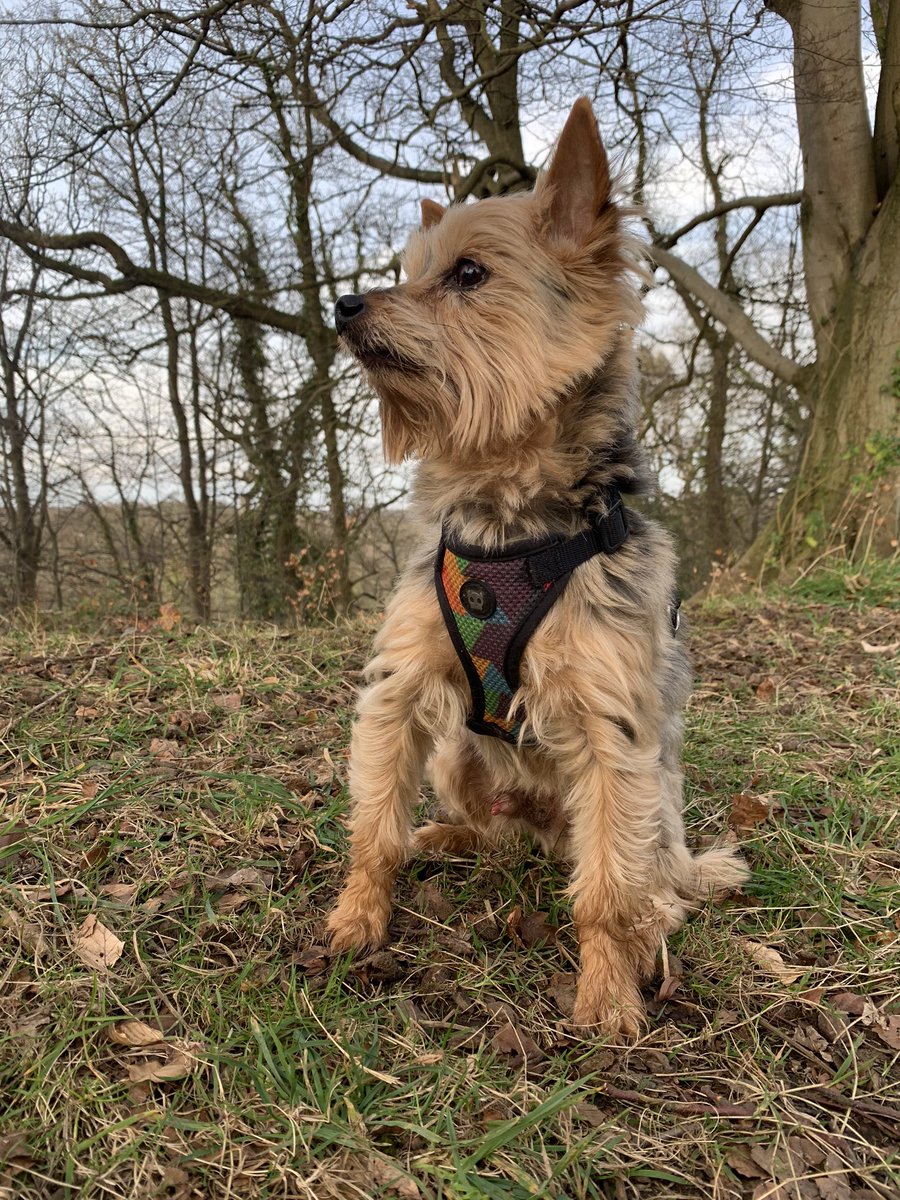 GK3006's tweet photo. Toby the magnificent https://t.co/sYMrFT1wmx