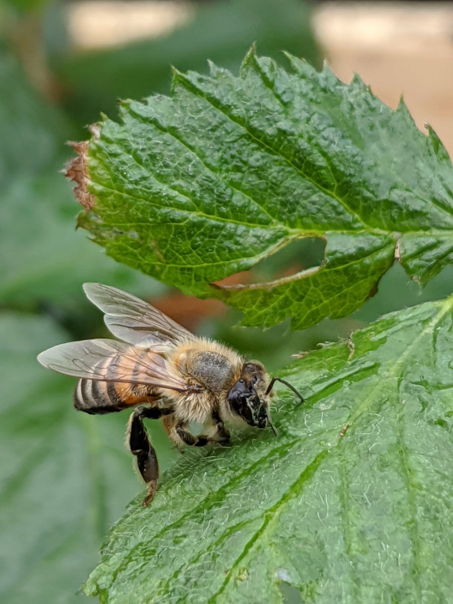 becky_nerd's tweet photo. This little guy was kicking it on my blackberry plant. Never left this leaf. Let me get within inches! What do u notice? Wonder? #BackyardScience #QuarantineScience #NGSS https://t.co/51sMKh9Xvc
