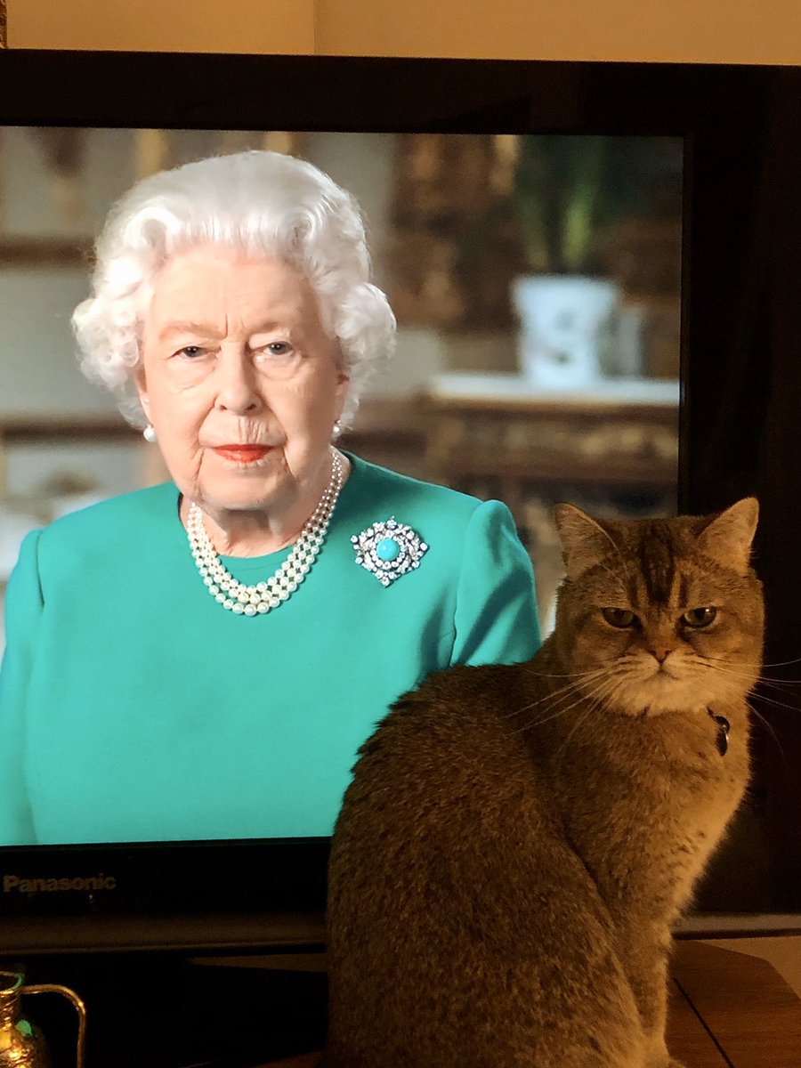 CarolineElsey's tweet photo. HRH The Queen and Fern our Queen!  #addressingthenation #fernthecat https://t.co/hZ4ipLUi3q