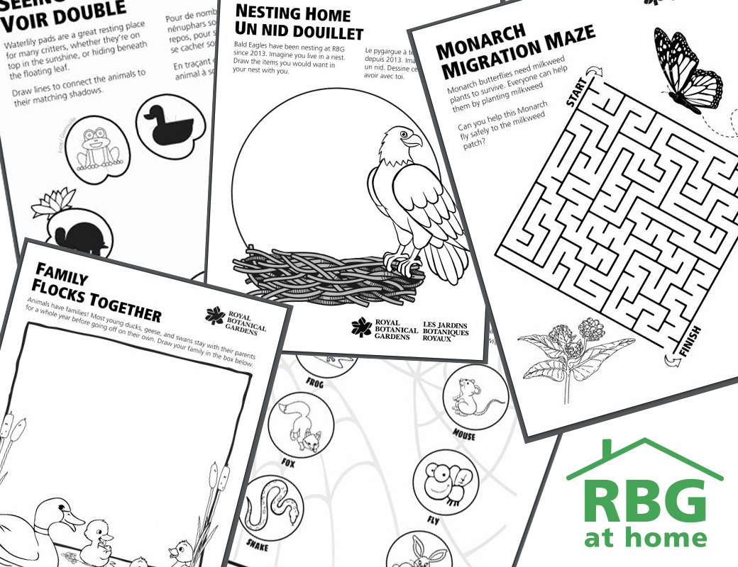 Looking for a way to keep the kids busy and learning this week? Check out this week's educational activity sheets, part of RBG at Home! Each week we'll be posting new downloadable resources for you and your family to learn and play together. Learn more at rbg.ca/athome