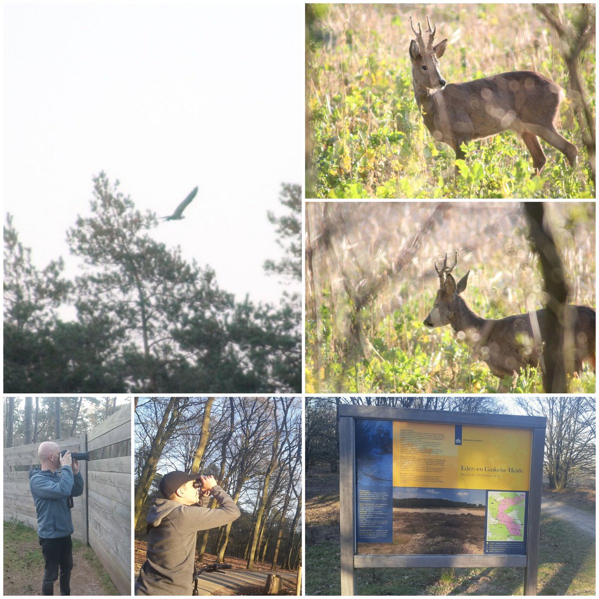 Met de trots van deze avond, het spotten van de visarend. Alhoewel het reetje op zo.n korte afstand ook veel genoegen geeft.
#metdinanderopuit #ede