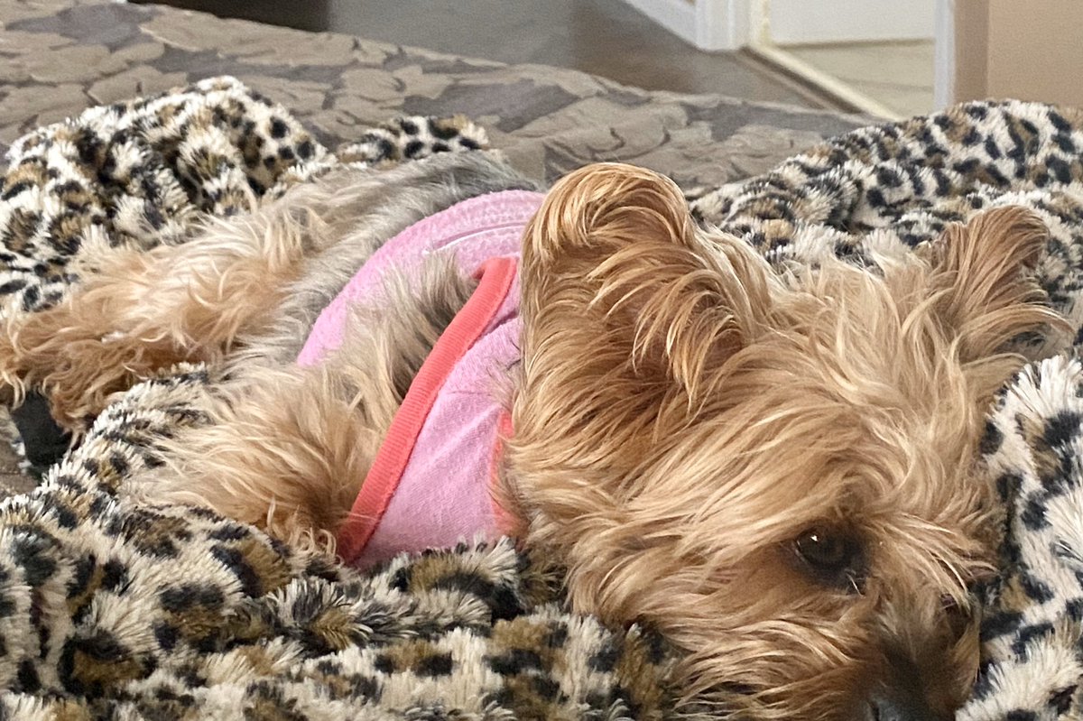 itssimplyaimee's tweet photo. Lazy Sunday #lucybug https://t.co/UvOikMzrOa