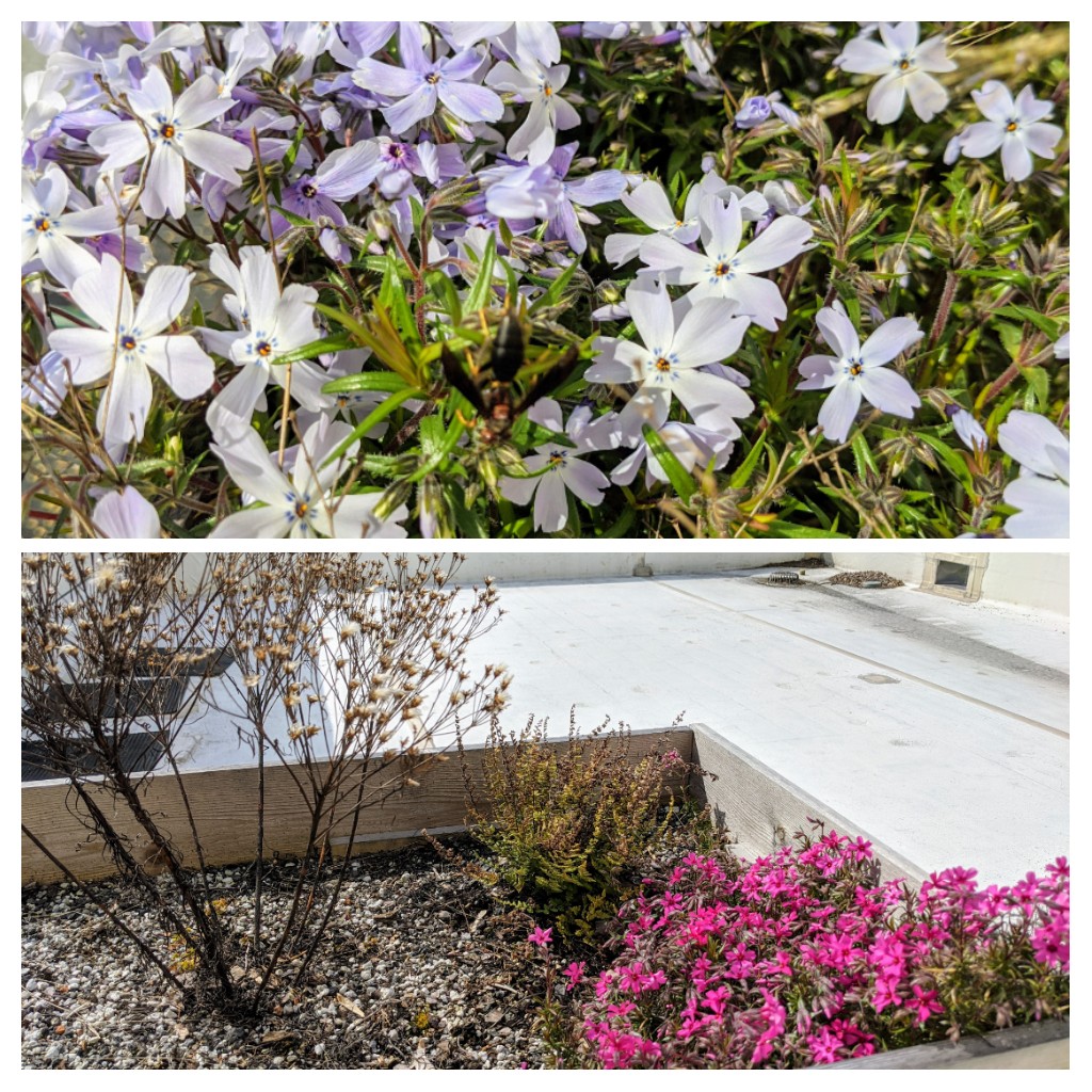 Spring still blooms on campus despite our distance learning. Thanks for the gift that keeps pollinators and humans happy <a href="/MtCubaCenter/">Mt. Cuba Center</a> #happyplace #gardens