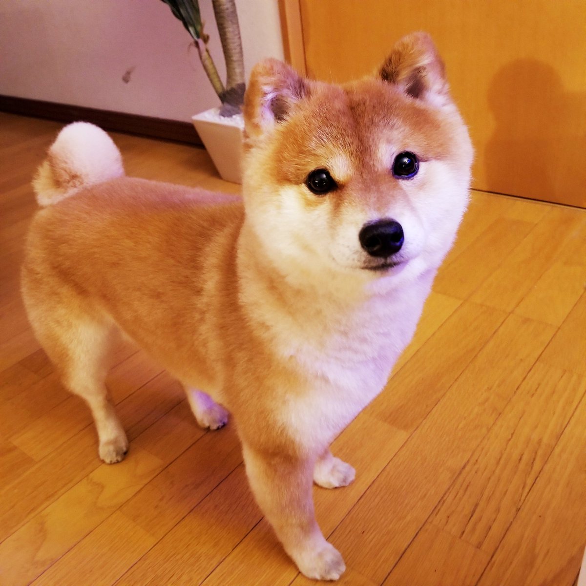 寝る柴犬