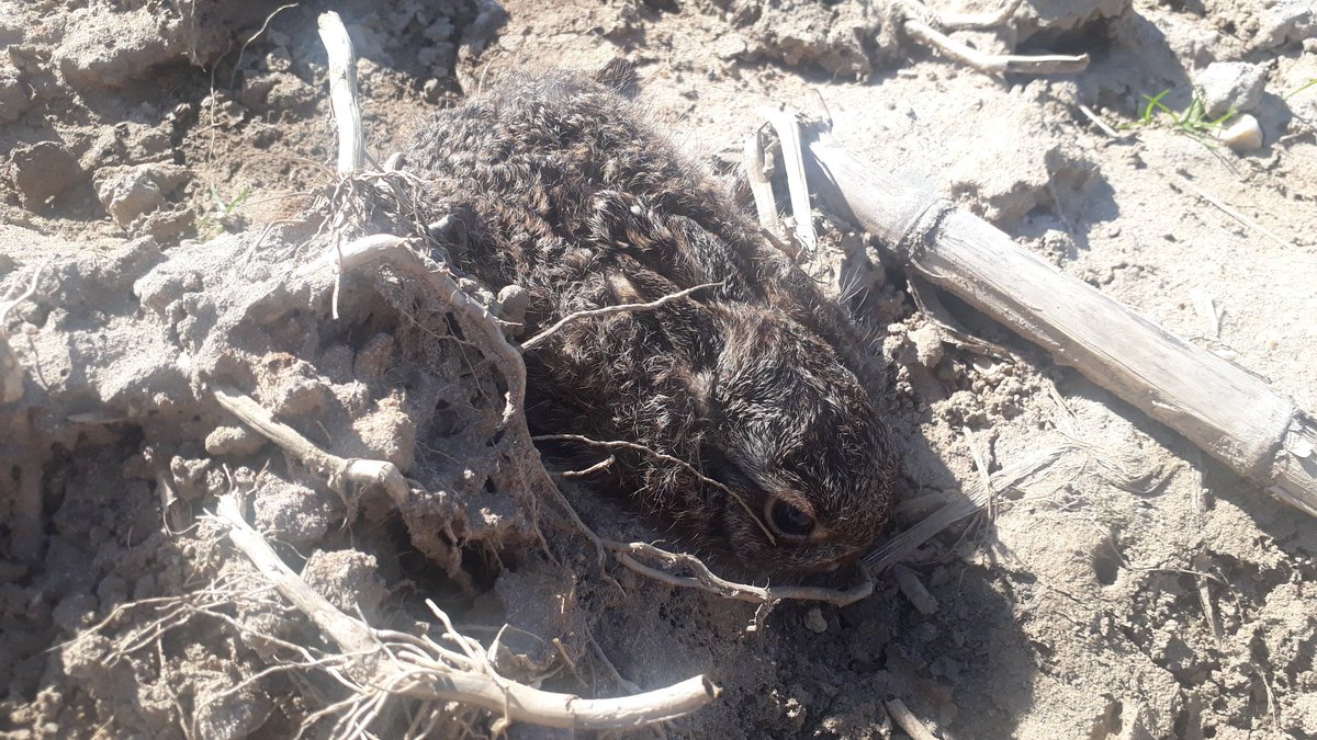 #Thuisonderwijs #Biologieles #haasje #blijfthuis