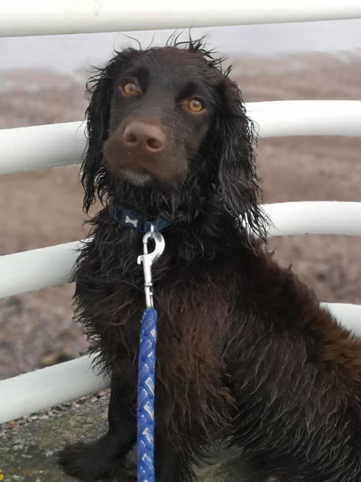 rosiedoc666's tweet photo. @TauntonTownFC pls could we ask you to RT this gorgeous puppy was #Stolen 2/4/20 from The Range in #Taunton WINDOW SMASHED &amp; taken! He will be terrified/3 kids at home in bits #TauntonSprocker 
Who was there that night? Around 5.45ish THANK YOU 🐾🐾
https://t.co/kSHcUEZt14 https://t.co/LOEQMCYRXh