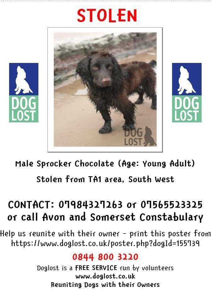 rosiedoc666's tweet photo. @TauntonTownFC pls could we ask you to RT this gorgeous puppy was #Stolen 2/4/20 from The Range in #Taunton WINDOW SMASHED &amp; taken! He will be terrified/3 kids at home in bits #TauntonSprocker 
Who was there that night? Around 5.45ish THANK YOU 🐾🐾
https://t.co/kSHcUEZt14 https://t.co/LOEQMCYRXh