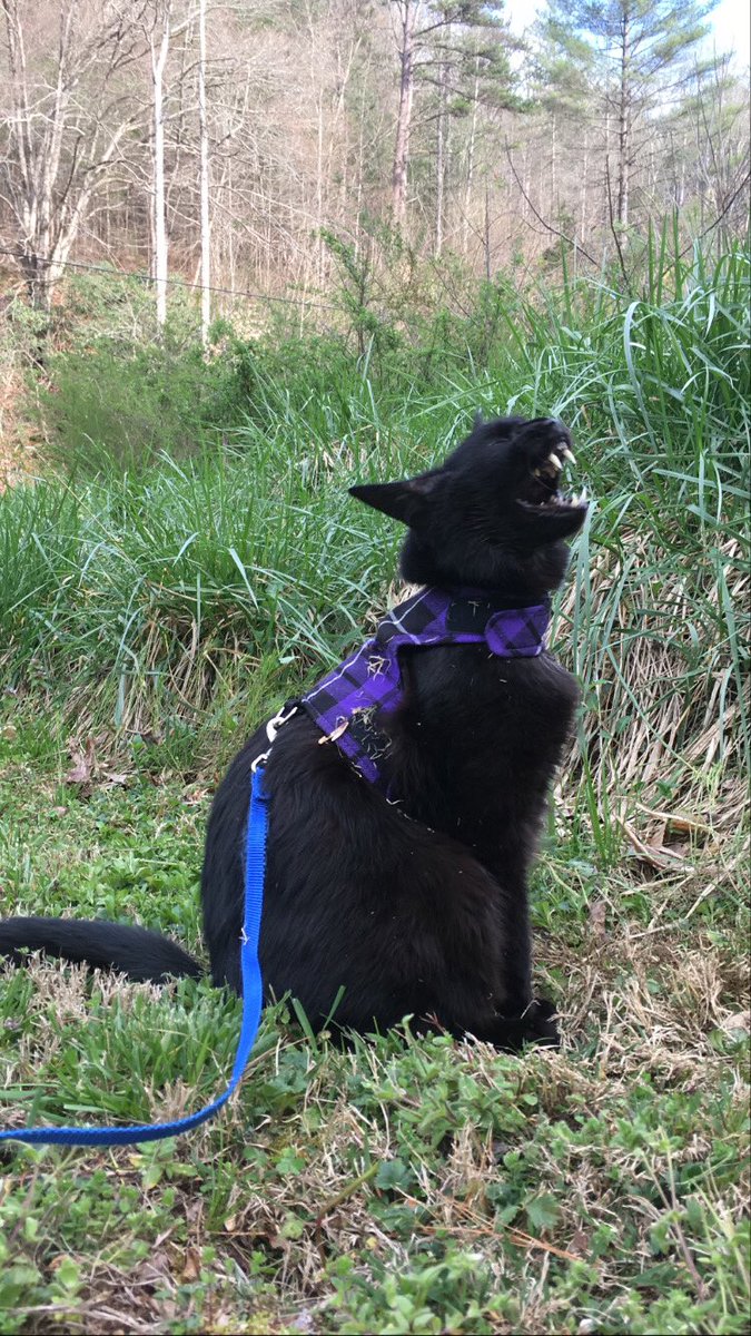 More time at home means I get to take Edgar on more walks.