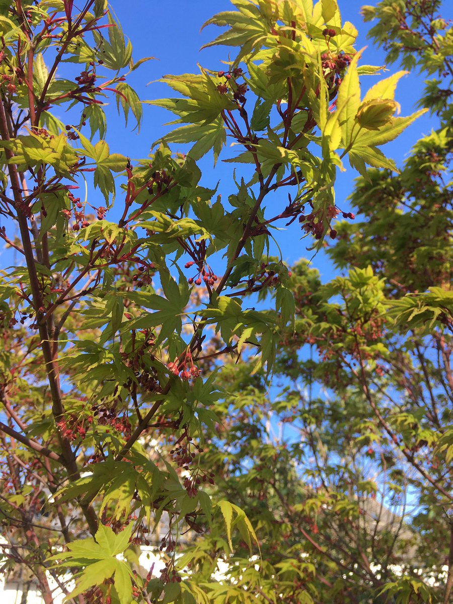 CREducATE's tweet photo. Ok, bit guilty here but some #garden #wonder for you today. #PhotoDocMyBorder... https://t.co/xz6mWWJmRF