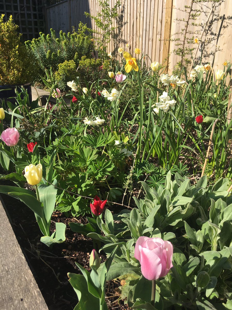 CREducATE's tweet photo. Ok, bit guilty here but some #garden #wonder for you today. #PhotoDocMyBorder... https://t.co/xz6mWWJmRF
