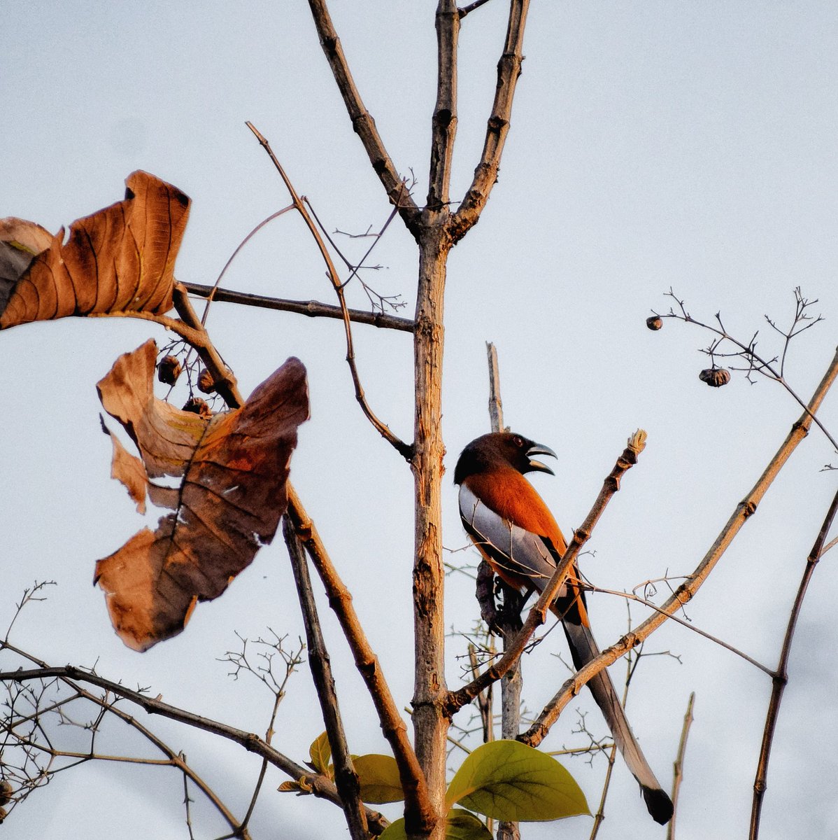 palit_arijeet's tweet photo. Amidst the din of #COVID19outbreak finally availed the opportunity to do some rooftop birding!
#StayHomeStaySafe , home is a beautiful place to be for #StoriesBeginAtHome https://t.co/6U3lSE9CFn