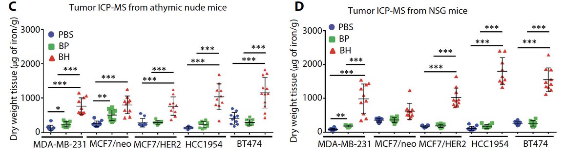 [2/n] 1) NPs with antibodies dont reach cancer cells any more effectively. But antibody-NPs accumulate more in tumours than bare NPs. Fantastic use of multiple mouse models with varying levels of Her2 expression showed very interesting results. NPs colocalize with immune cells.
