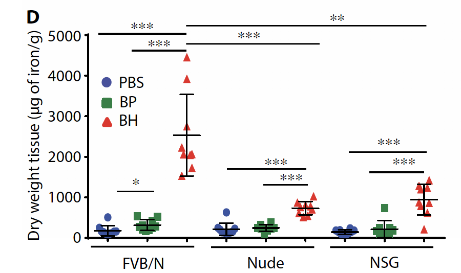 [3/n] The immune status of the mouse background matters. Competent immune status mice accumulate more in tumours compared to tumours in nude and NSG mice. Inside tumours,Pro-Inflam TAMs, Neutrophils, NK cells, T cells take up most of the NPs in the first 24 hours.