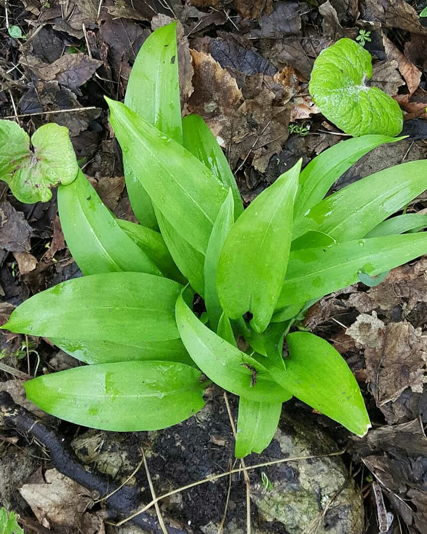 Bibliocook's tweet photo. #FlavoursofSpring on a dreary day for the @gastrogays #CovCookClub: spinach and ricotta pasta bake with added goodness: don't tell the kids, but there was garden-foraged wild garlic & young nettle tops mixed through the spinach. You've got to get your kicks somehow these days 🙄 https://t.co/Pjjjs88ze7