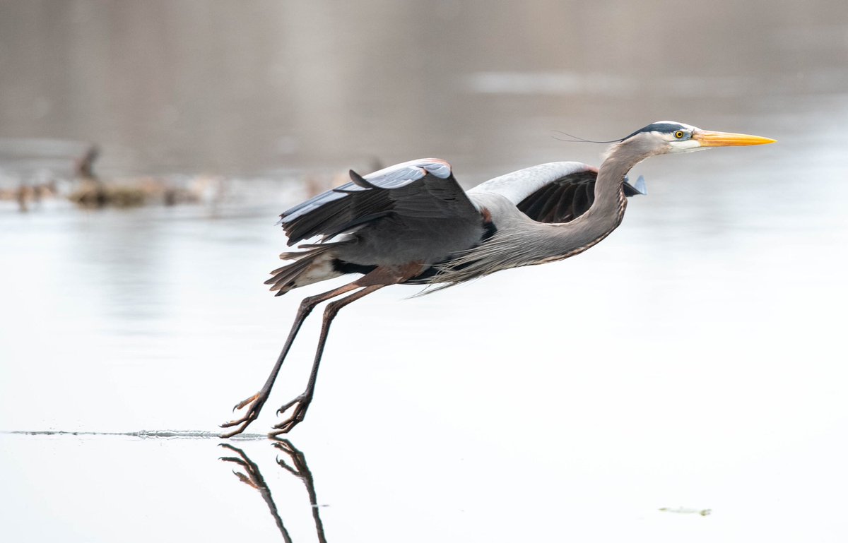 I guess i’m missing sports. Here is a Great Blue Heron with a toe drag for the catch. #blueheron #nature #birds #heron #naturephotography #wildlife #bird #birdphotography #birdsofinstagram #birdwatching #greatblueheron #ig #wildlifephotography #heronsofinstagram #nikon #canon