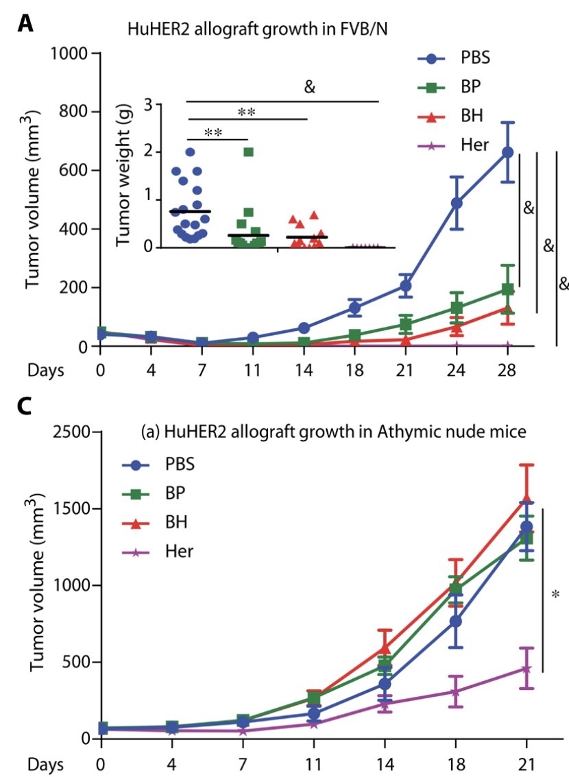 [4/n] Over the course of days, the immune microenvironment changes and CD8 T cells seem to be recruited and proposed to be causing the tumour growth reduction. Reduction seen in intact immune models and not in athymic. Even the untargeted NP showed some reduction! Mind blowing.
