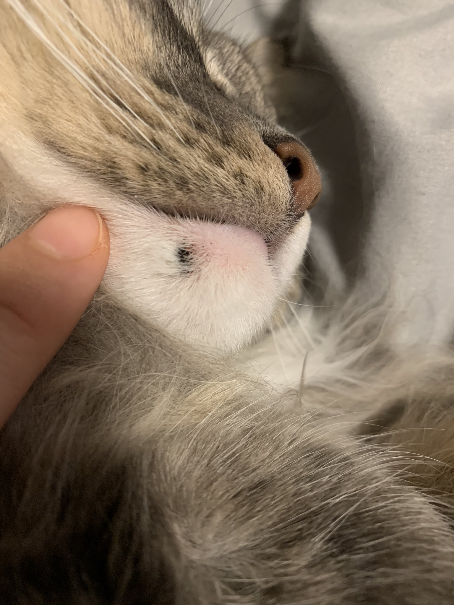 山下まみ まみみ 猫ちゃんマスターのみなさん お分かりになりますか 黒い血豆 できもの みたいなの出来てたんだけど これは一体 T Co Hmlnluiatl Twitter