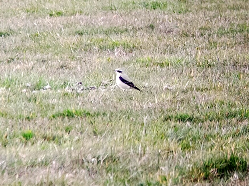 robinelliott773's tweet photo. This Wheatear was a welcome sight this evening 0.75 miles from my house #derbyshirebirds https://t.co/Ip0mSld7mr