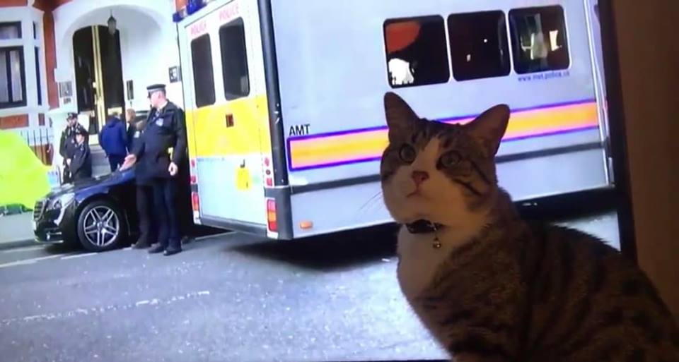 IsabelVictor8's tweet photo. @k_helca @wikileaks #wearealljulianassange #FreeASSANGE
#TheMEPsProject & #Journalists #FreeASSANGE just let this MAN a sir like a fe, his name Mr. JULIAN PAUL ASSANGE go Home #Auspol and not die in prison with #COVID19 #UK 🐱🖤 https://t.co/f5z3spDl57