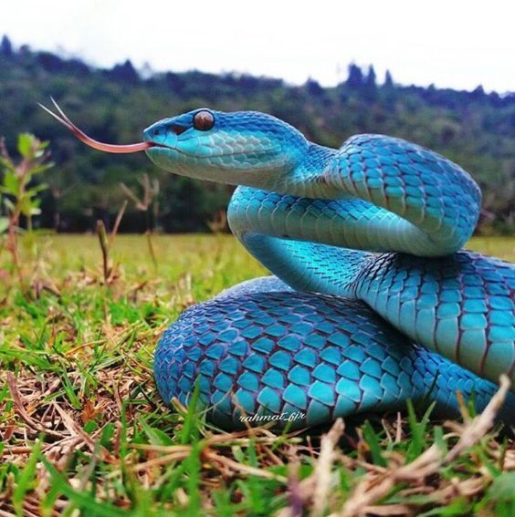 Blue Snakes:THREAD!