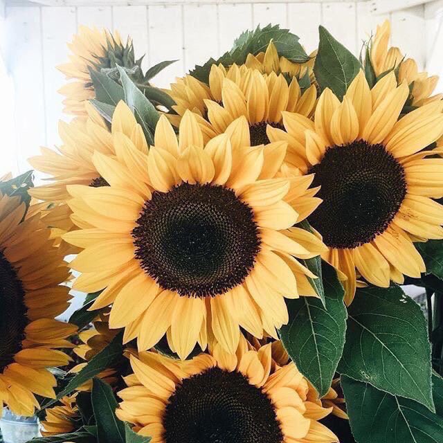sunflowers symbolize adoration, loyalty &amp; longevity. 

sunflowers are known for being happy flowers, making them the perfect gift to bring joy to someone’s day.

stand tall and follow your dreams. focus on what’s positive in your life &amp; don’t let anyone get you down.