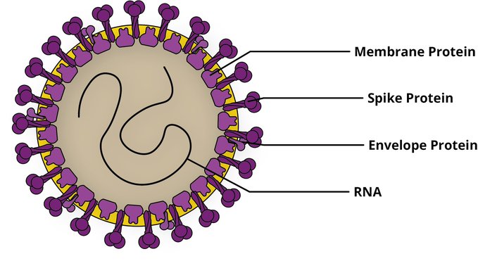 Empecemos por el principio. El nuevo coronavirus, como otros coronavirus conocidos, es una especie de "bolita" compuesta por proteínas y grasa que encapsulan su "manual de instrucciones" (el llamado ARN).