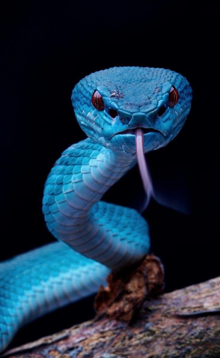 Blue Snakes:THREAD!