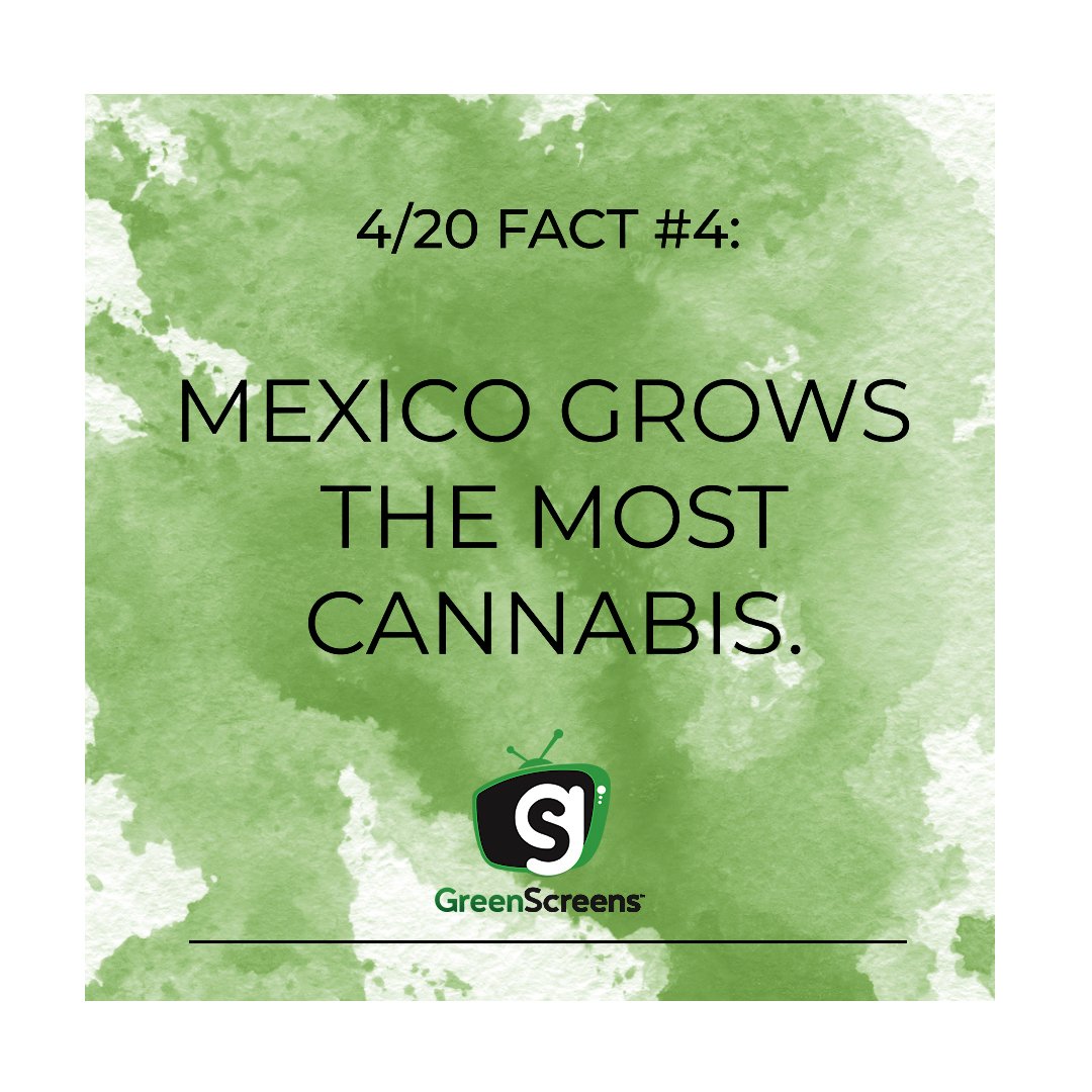 greenscreenstv's tweet photo. 420 Fun Facts: Fun Fact #4!
#420 #420design #w420 #weedstagram420 #420comunity #420vacation #420month #420girls #420life #420Daily #420friendly #happy420 #420daily #420nation #420everyday #dtpg420 #WAB420 #420community #420music #420society #420weed #420world #april420 https://t.co/yJlPSPxjlT