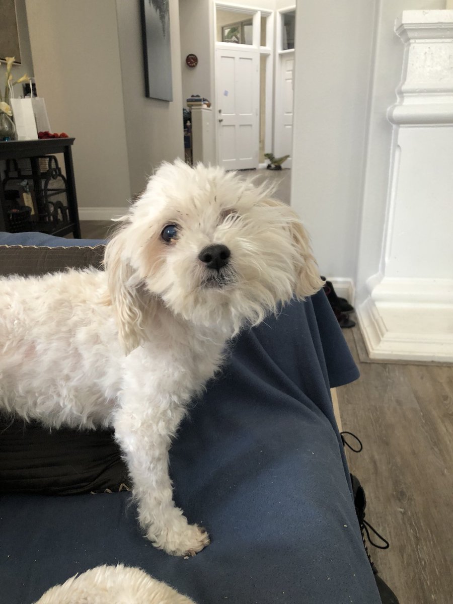 Cmgxox's tweet photo. @elonmusk We had to groom ours on our own for the first time. Still have a half a face to go. https://t.co/jvOl1yuyzj