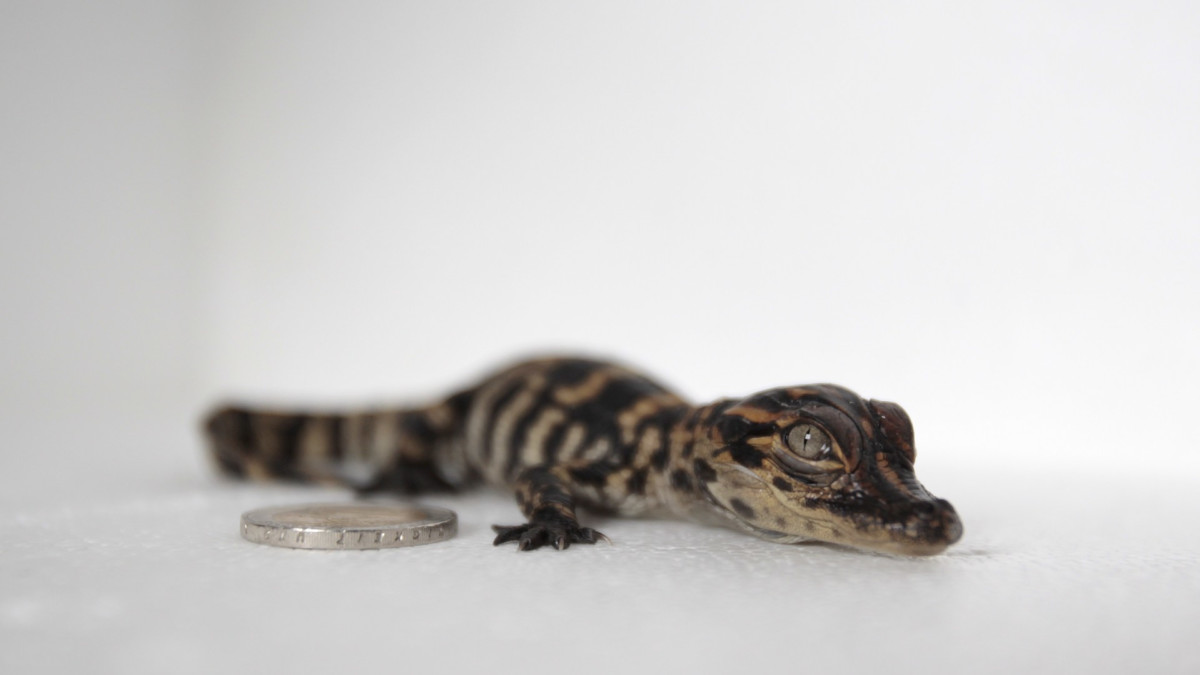 Complex's tweet photo. Baby alligator, drugs, and guns found in stolen car during Florida arrest. 

Story: https://t.co/qBfWJiRo10 https://t.co/jynLWWNo9h