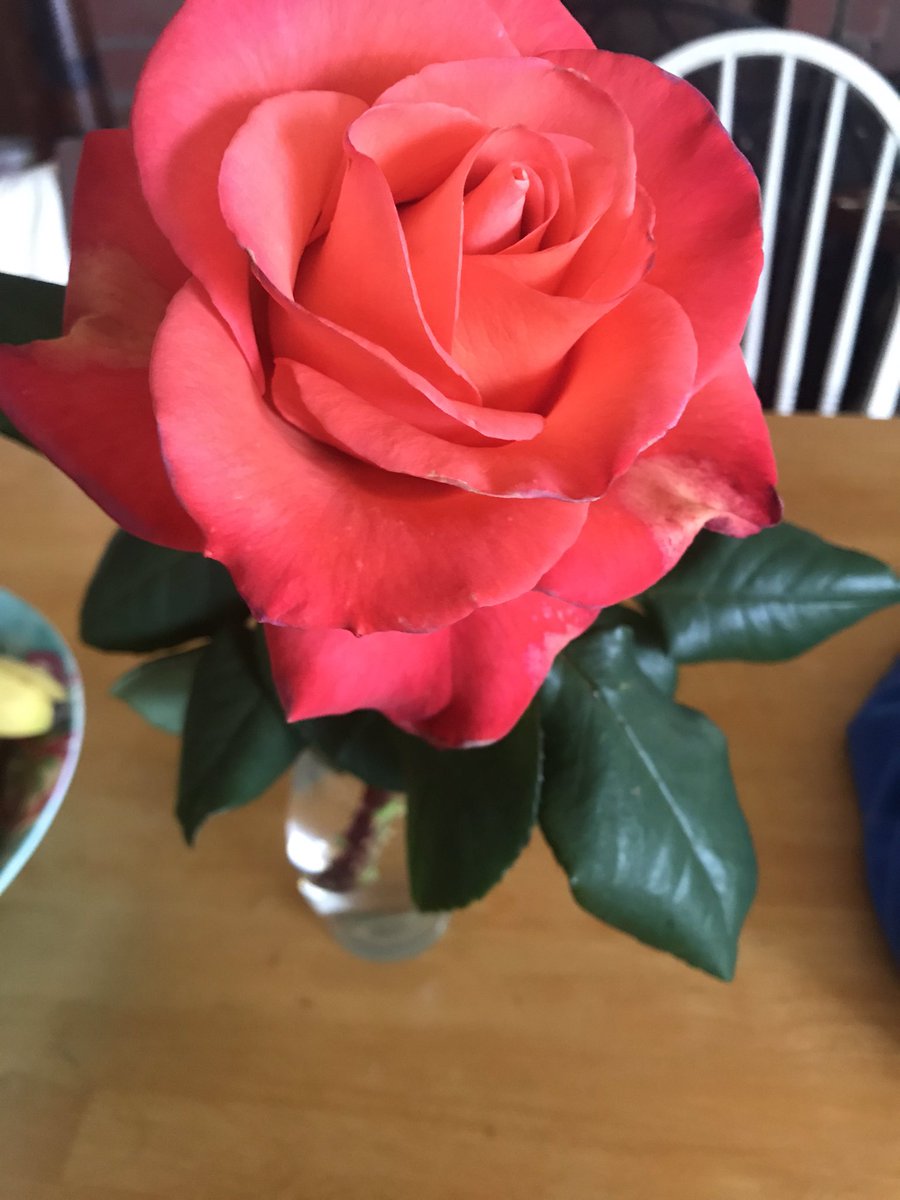 Gayawriter's tweet image. My dad started growing #roses as a hobby 40 yrs ago. Now retired, he competes and gives talks. Retirement..seamless. Look at the leaves. No spots, no mildew, shiny and robust. Not just the petals, the true health is in the leaves and stems. #rosarian #buildstrongfoundations