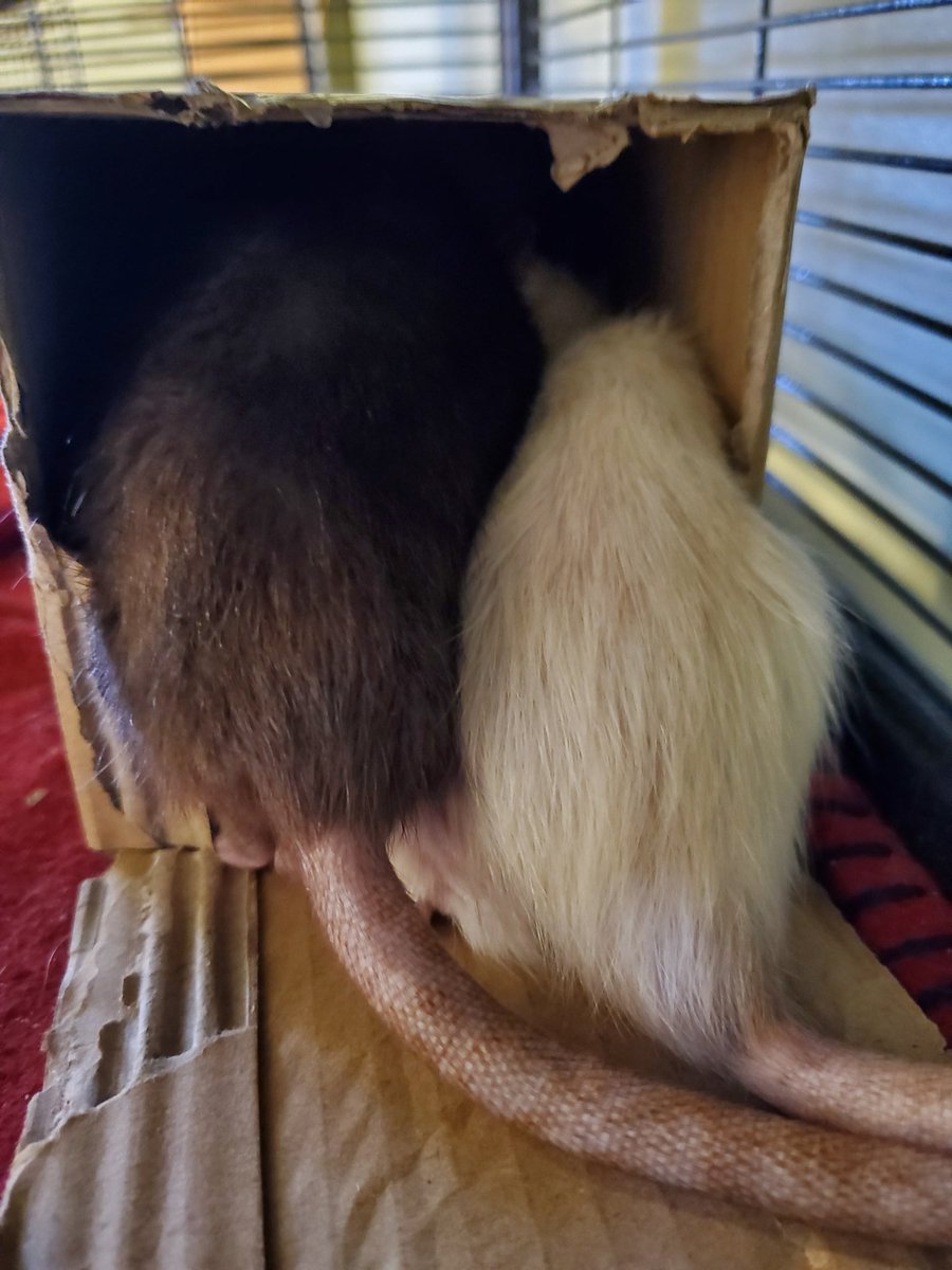 ZakariyaAliSher's tweet photo. Rat butts! Mama Indrani, Velvet and Olivia snuggling up in a tiny box! So cute! ❤
#rats #animals #pets #ratties #fancyrats #petrats #Rattusnorvegicus #Himis #Himalayanrats #ratbutts #ratsoftwitter #cute https://t.co/BKMWcR7S6e