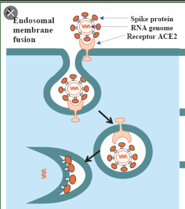Para entrar en las células, el virus utiliza las "espinas" que tiene alrededor. Lo que se llama la proteína "S".La espina del virus se "engancha" a un receptor que hay en las células humanas llamado "ACE2".Aquí tenéis a la espina del virus enganchándose a ACE2 y entrando.