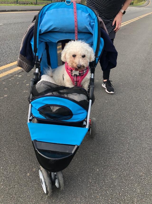 I’ve been on the daily walk today in my buggy but I walked lots too so I could have lots of sniffs! @GeorgeBichon @mollier77 <a href="/jenny_bichon/">Jenny and Dolly</a> <a href="/Monty_Bichon/">Monty The Bichon</a> <a href="/WBichon/">Winky the bichon</a> <a href="/ElsaandEva/">🐩The Poochon's Hoo-mum🐩💜</a>