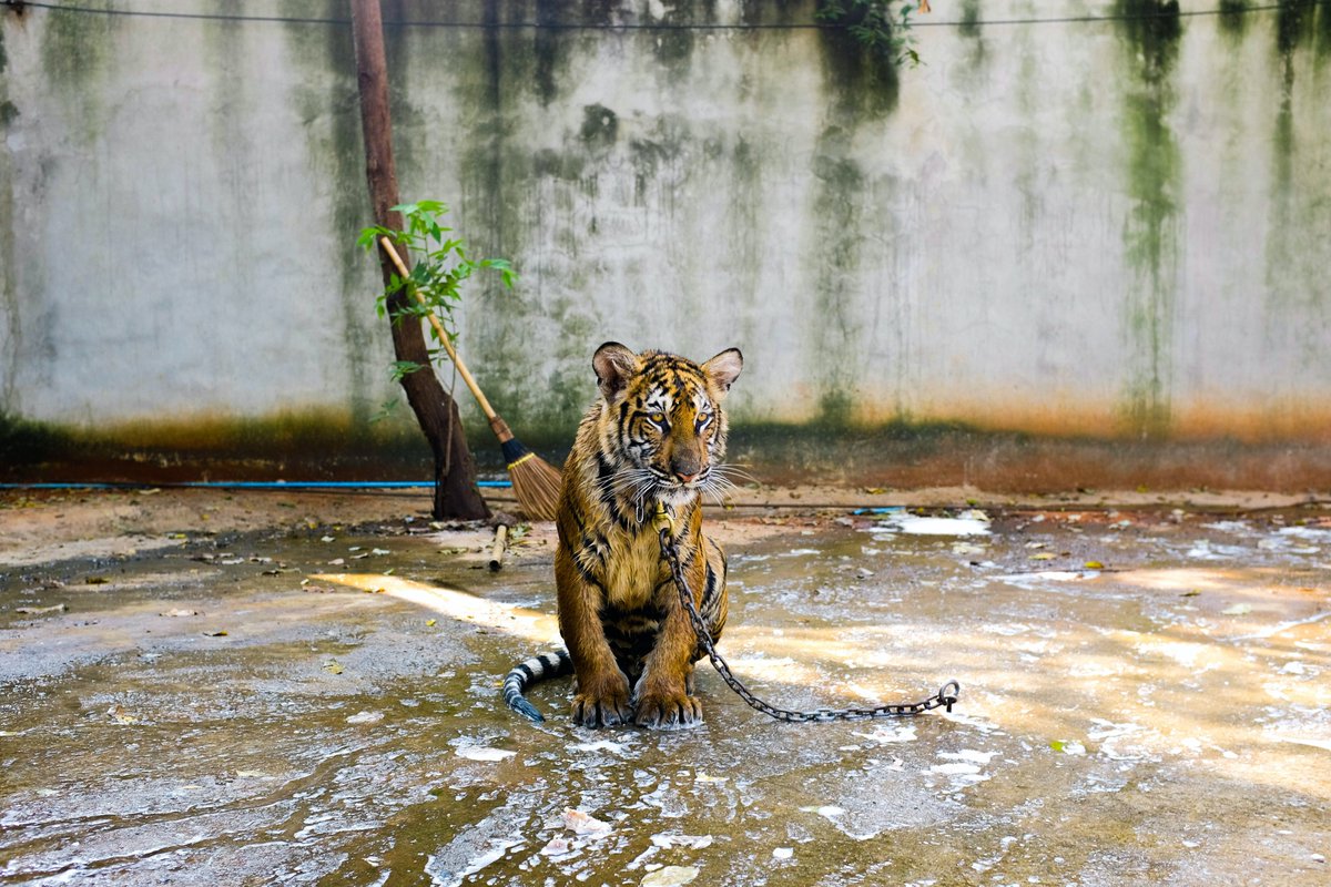 SaveBigCats tweet media