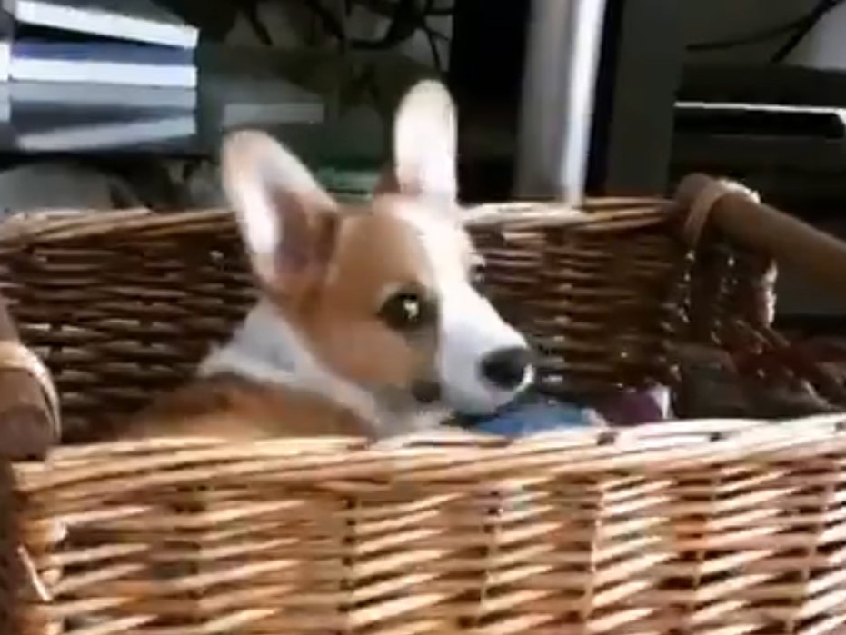 @OhMyCorgi .... 'what!'