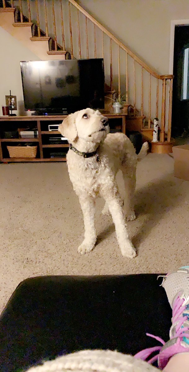 3.1 miles total for 5k Sunday! First one with my 15 year old dog Diesel, and second one with Sheldon and Lena. <a href="/MustangRunClub1/">Morton Mustang Run Club</a> #mortonpride #halfmarathongoals #girlswhorun