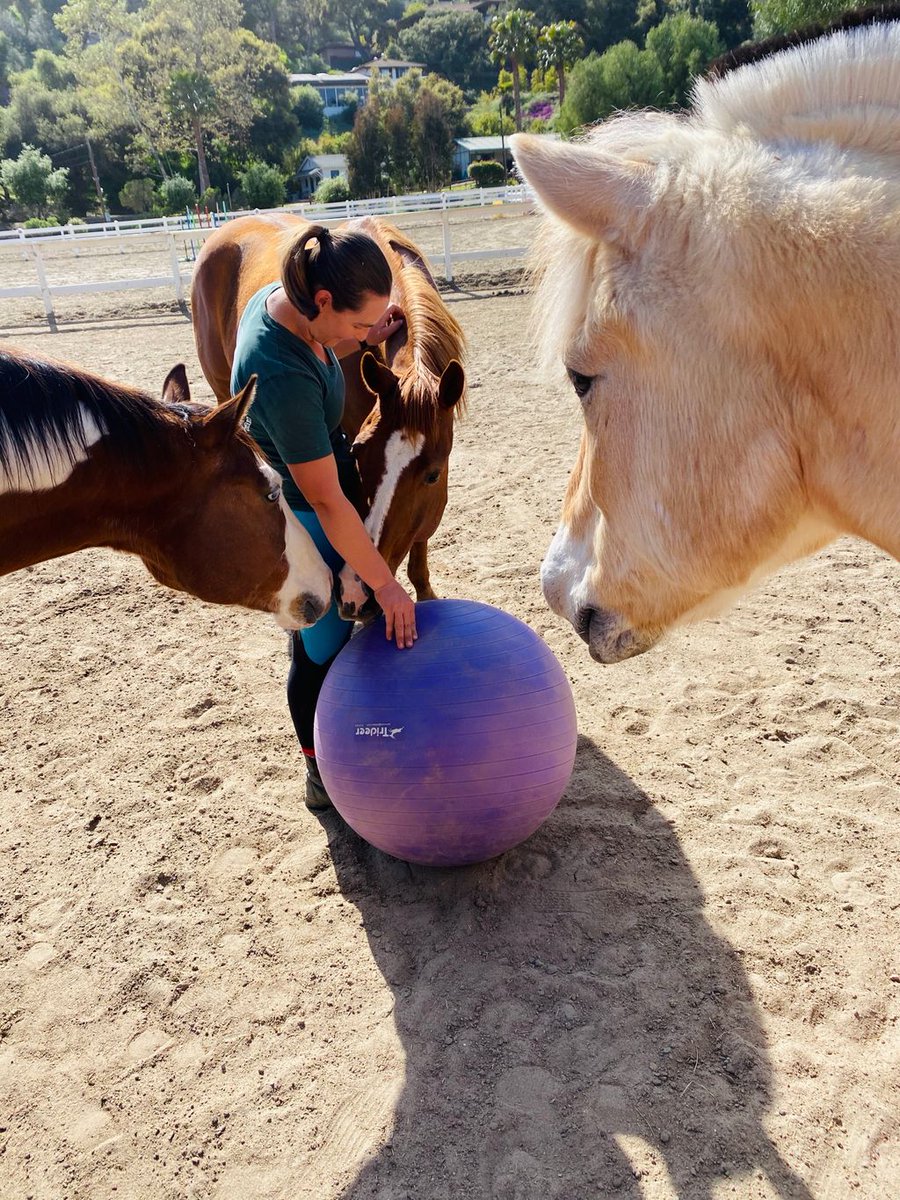reinsprogram's tweet image. Sunday Funday! Nikki’s asking the horses if they want to try playing with this big purple ball for some exercise. They aren’t so sure... 😏 maybe snuggles instead? Or carrots? More cute clips in stories today!