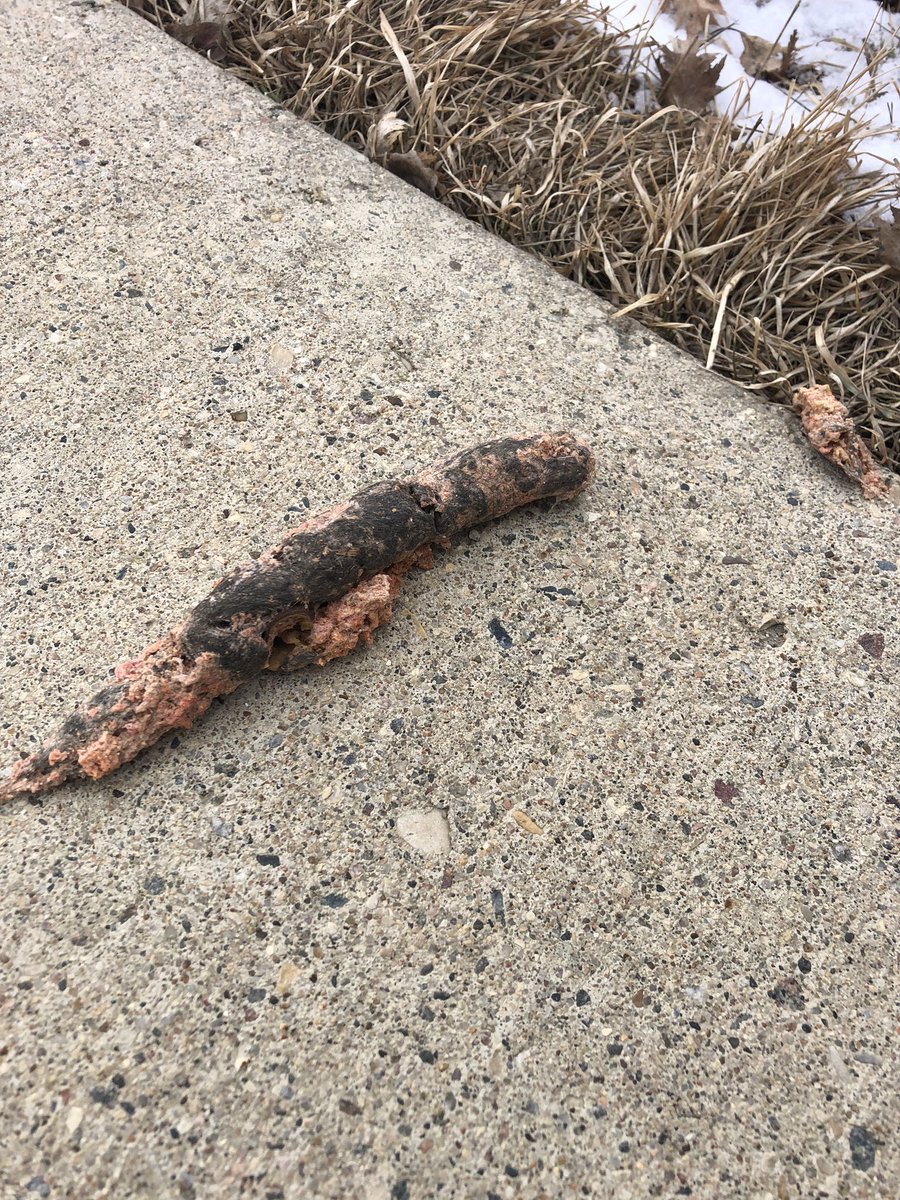 Anyone know what the fuck kind of animal shat this out?!